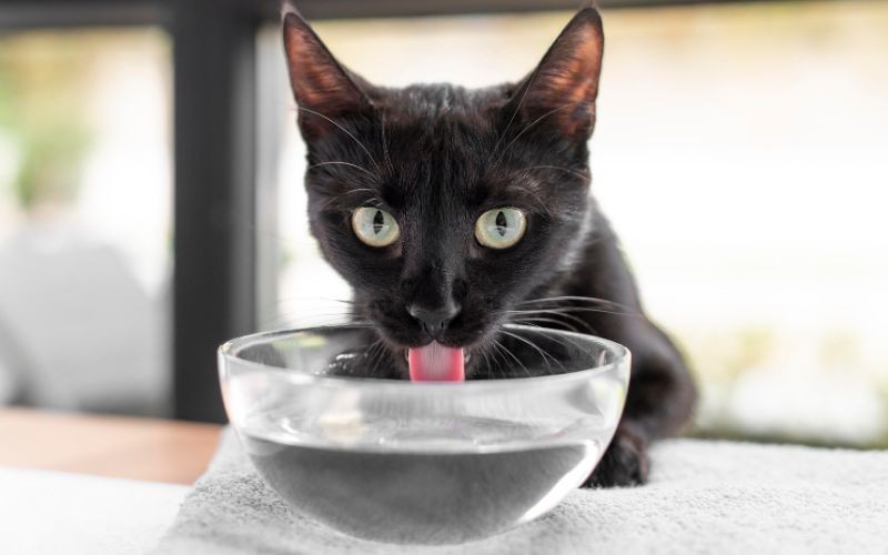 Wie viel Wasser sollte Ihr Haustier trinken?
